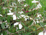 Philadelphus maculatus (previously as P. madrensis