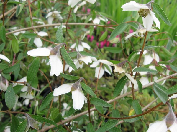 Philadelphus maculatus (previously as P. madrensis