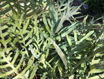 Phlebodium pseudoaureum - Peckerwood Form