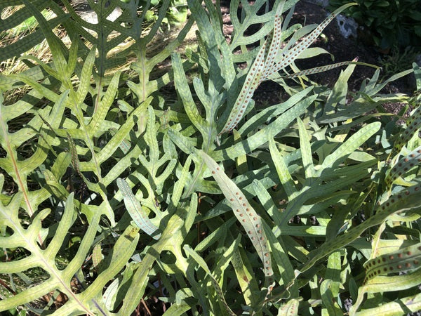 Phlebodium pseudoaureum - Peckerwood Form