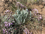 Phoenicaulis cheiranthoides NNS 100319-01