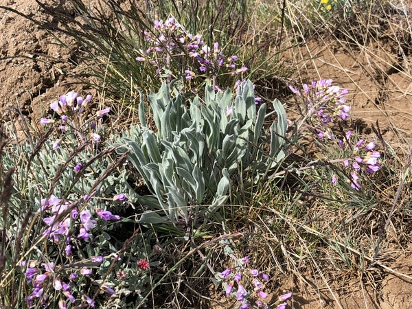 Phoenicaulis cheiranthoides NNS 100319-01