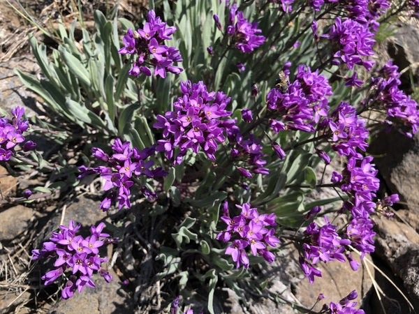 Phoenicaulis cheiranthoides NNS 100319-01