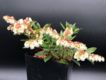 Pieris japonica 'William Buchanan'