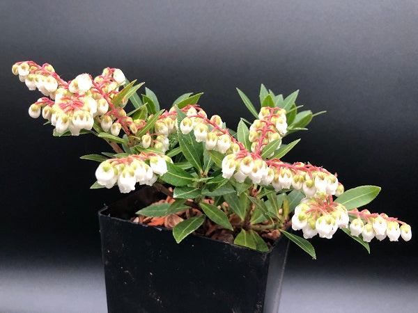 Pieris japonica 'William Buchanan'