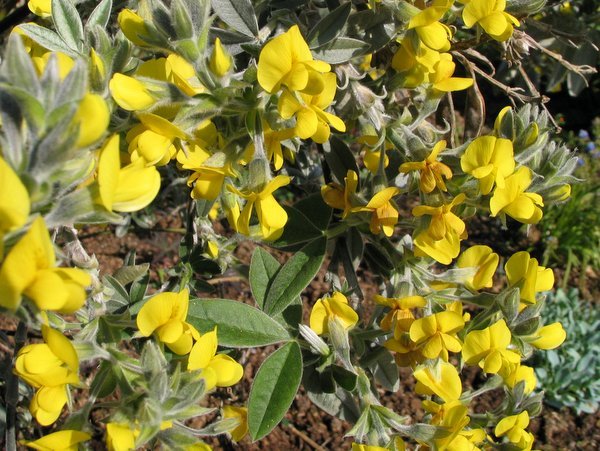 Piptanthus nepalensis var. tomentosus MD 97