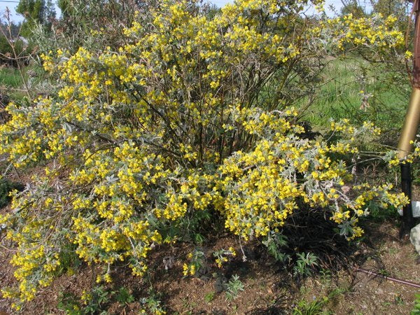 Piptanthus nepalensis var. tomentosus MD 97