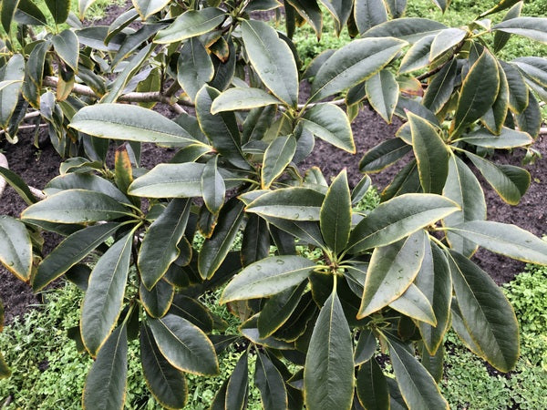 Pittosporum daphniphylloides var. daphniphylloides DJHT 99111