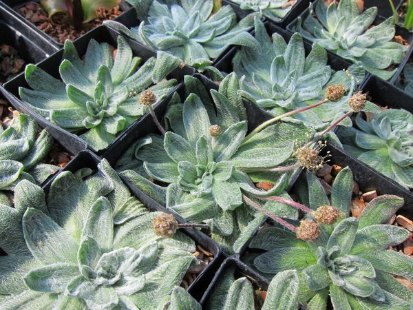 Plantago nivalis