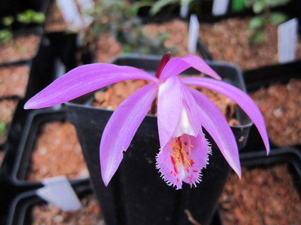 A pot with a purple Pleione 'Hekla' orchid flower