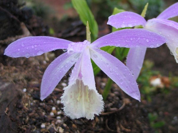 Closeup of two purple Pleione formosana orchid flowers