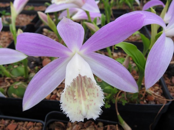 Pleione formosana 'Blush of Dawn' orchid flower