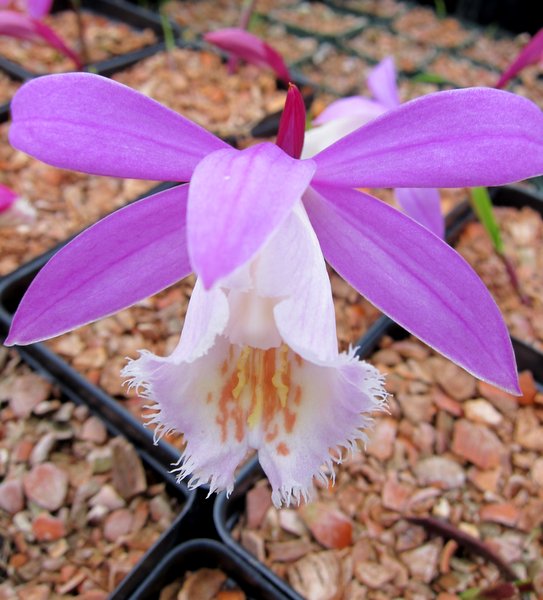Pleione formosana 'Oriental Splendour' orchid flower single