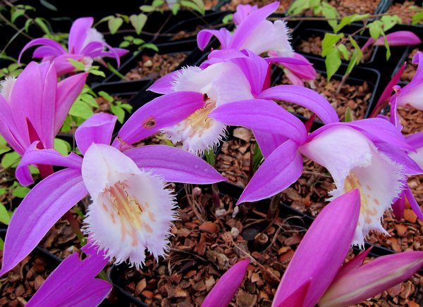 Pleione formosana 'Oriental Splendour' orchid flowers