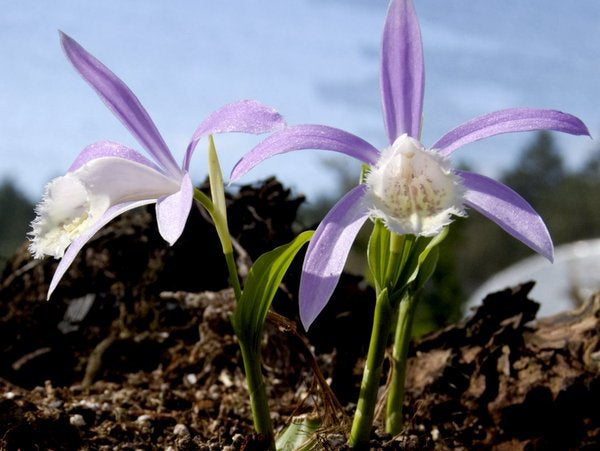 Two purple and white Pleione formosana orchid flowers