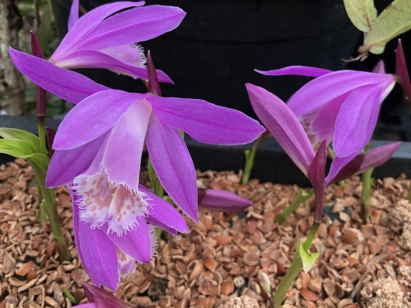 Pleione bulbocodioides - pink orchid flower
