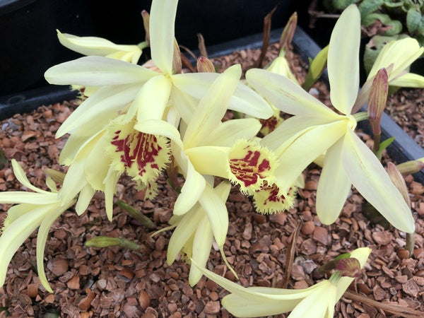 A clump of yellow Pleione x confusa 'Golden Gate' orchid flowers