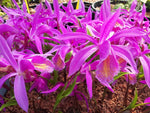 Pleione Versailles gx 'Bucklebury' orchid flowers