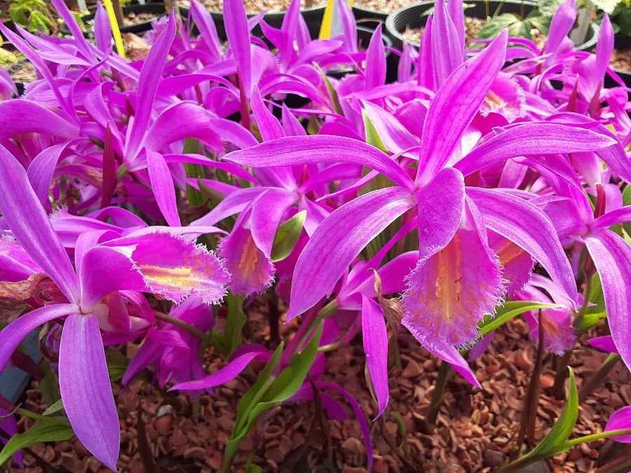 Pleione Versailles gx 'Bucklebury' orchid flowers