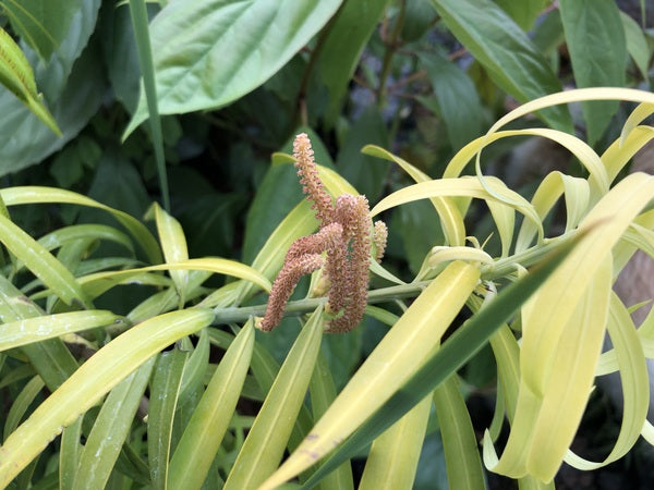 Podocarpus matudae