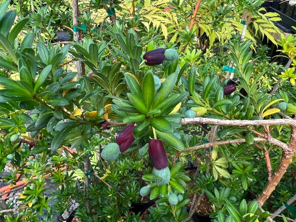 Podocarpus pilgeri 
CGG 14168 (syn. P. wangii)