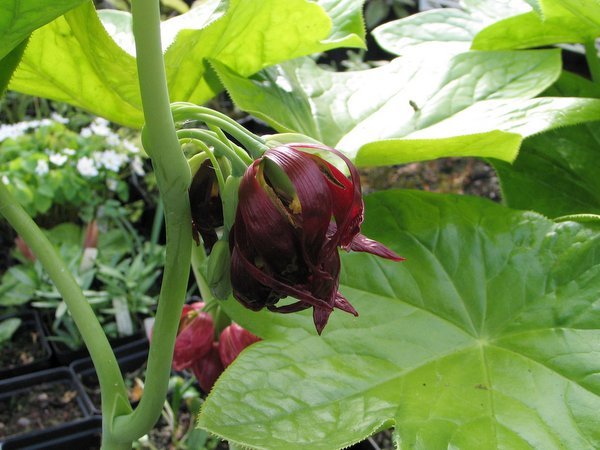 Podophyllum pleianthum