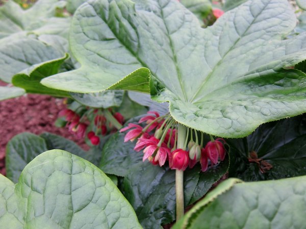 The large leaves and red dangling flowers of Podophyllum versipelle subsp. boreale