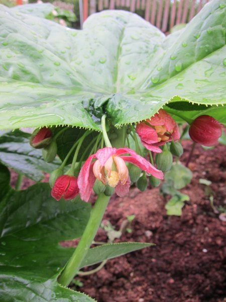 A closeup of the red flowers underneath a big leaf of Podophyllum versipelle subsp. boreale