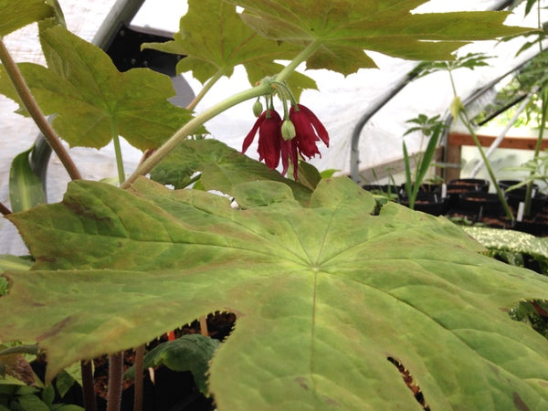 Podophyllum versipelle x P. delavayi - Navage Clone
