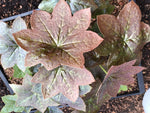 Podophyllum "Red Panda Group"