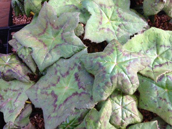 Podophyllum aurantiocaule (Dysosma)