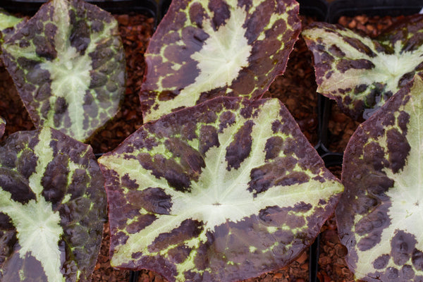 Podophyllum difforme - Starfish Form