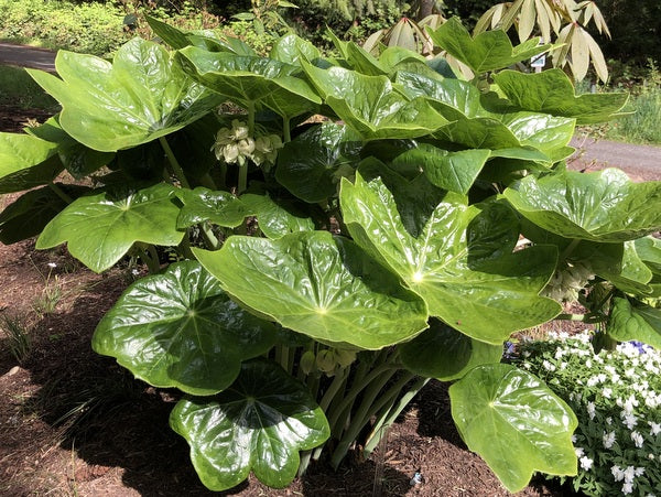 Podophyllum pleianthum var. alba