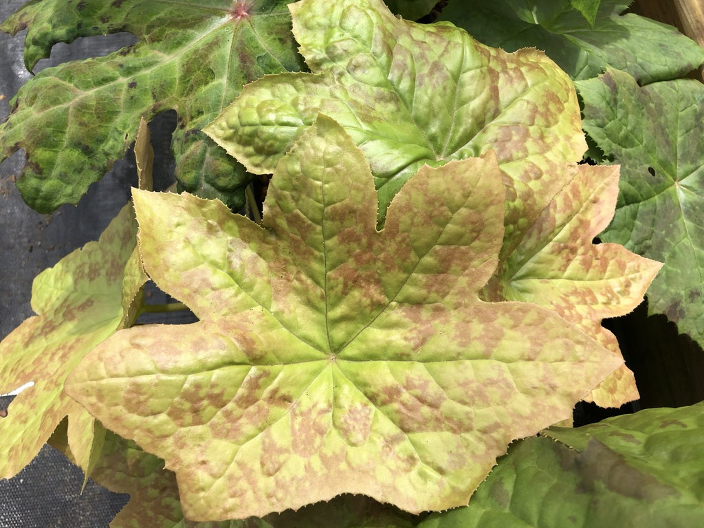 Podophyllum 'Strong Silent Type'