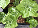 Podophyllum pleianthum x pleianthum f. alba