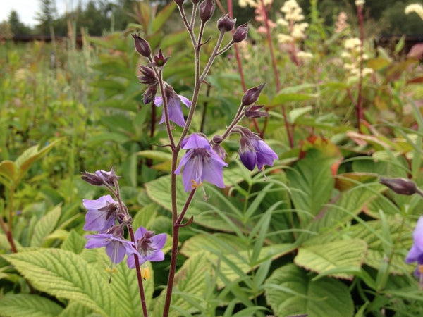 Polemonium chinense var. chinense HeHeHe 142