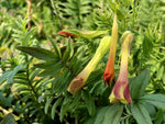 Polemonium pauciflorum