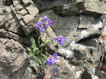 Polemonium pulcherrimum