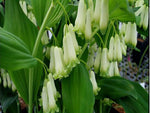 Polygonatum odoratum 'Flore Pleno'