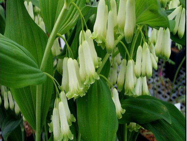 Polygonatum odoratum 'Flore Pleno'