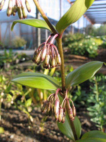 Polygonatum cf. oppositifolium