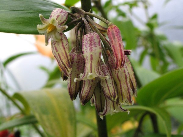 Polygonatum cf. oppositifolium