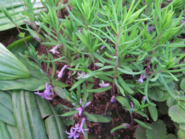 Polygonatum cf. graminifolium