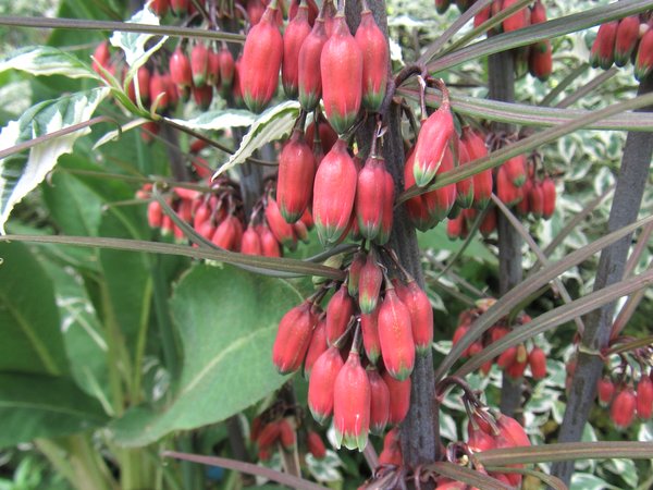 Polygonatum huanum (syn. kingianum)