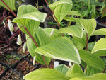 Polygonatum odoratum 'Fireworks'