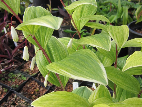 Polygonatum odoratum 'Fireworks'