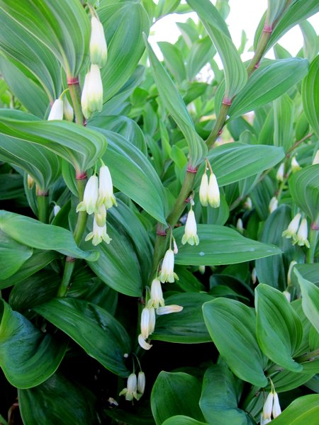 Polygonatum odoratum 'Spiral Staircase'