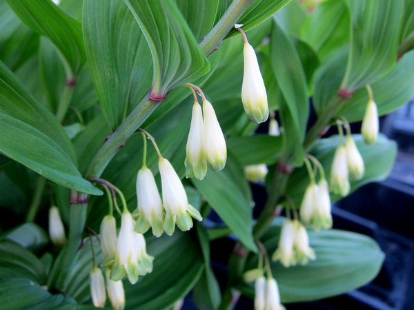 Polygonatum odoratum 'Spiral Staircase'