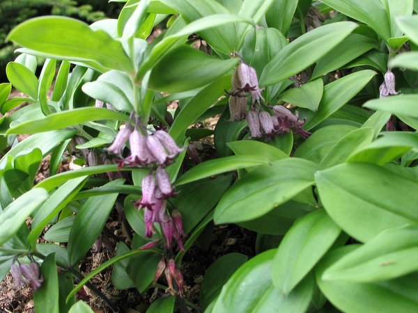 Polygonatum prattii