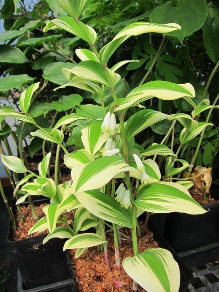 Polygonatum odoratum 'Angel Wing' PP21543 (syn. 'Carlisle')